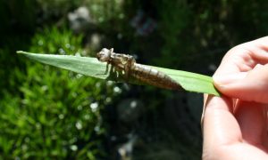 Garten - Libelle