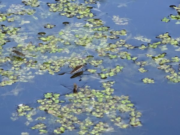 wasserlaeufer-am-schulteich